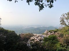 -梧桐山风景名胜区