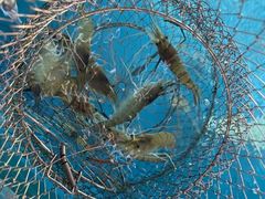 -SHRIMP CLUB万东餐饮钓虾·清吧