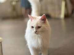 -飞行喵MR PILOT|猫舍·猫咖(静安大融城店)