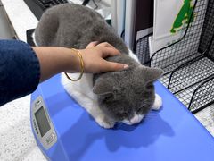 -半岛宠物医院24小时(西派城店)