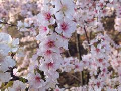 iphone_upload_pic-白塘生态植物园