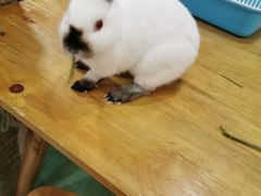 -藦茜花园宠物主题亲子互动体验馆(国顺东路店)