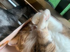 -咖法森林·咖啡  酒吧(天河店)