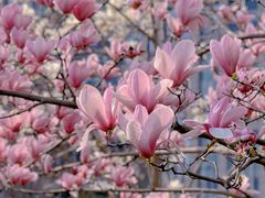 -陆家嘴中心绿地