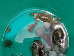 -红树林天天赶海