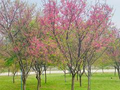 -天适樱花悠乐园