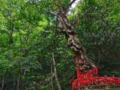 -燕子河大峡谷天坑仙境