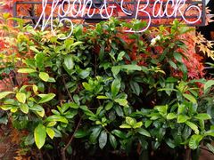 -The Grounds of Alexandria