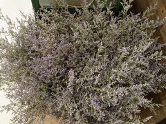 -L.C FLORA花予你(城西银泰城店)