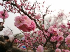 -石家庄市植物园