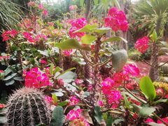 -呀路古热带植物园