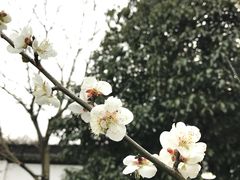 -杭州植物园