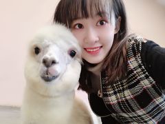 -浣熊柯尔鸭土拨鼠·电玩咖