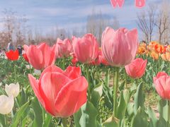 -北京国际鲜花港