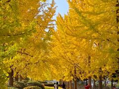 -千年银杏谷文化旅游区