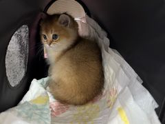 -瑞派名望志远动物医院·猫科·內科·异宠专科(直港大道店)
