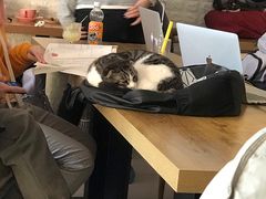 -平行世界·猫咖(首经贸店)