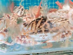 -范饭椰林川湘味海鲜·椰子鸡(三亚湾椰梦长廊店)