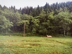 -武陵山森林公园