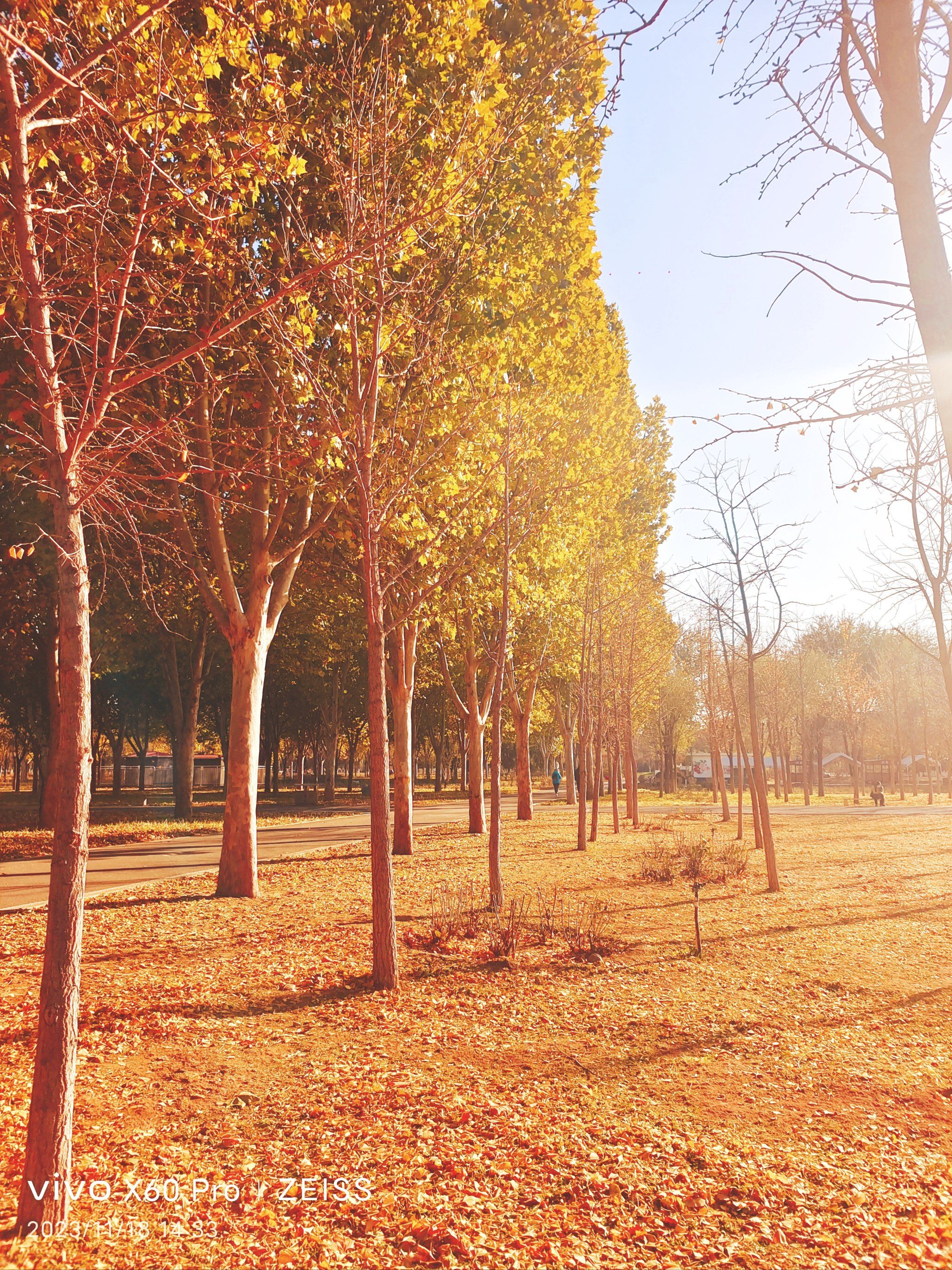 金黄的银杏叶飘落一地,最美银杏!