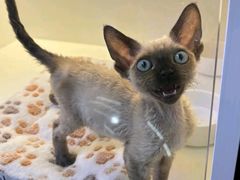 -小猫来了·猫舍(红山六九七九店)