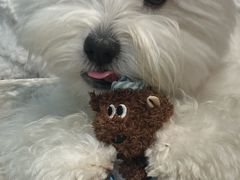 -翊宠yipet猫狗购宠庄园犬舍•猫舍