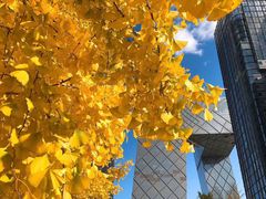 -中央广播电视总台(光华路办公区)