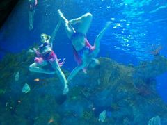 -芜湖新华联大白鲸海洋公园