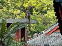 -黔灵山公园