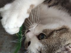 -喵屿·大理花园猫咖