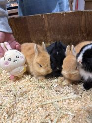 -Zoolung Zoolung动物主题公园(海信广场店)