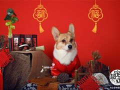 -超宠爱宠物摄影-Super pet