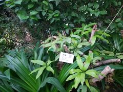 -呀路古热带植物园