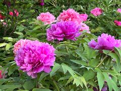 -莲花池公园