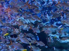 -成都浩海立方海洋公园