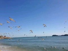 -星海湾跨海大桥