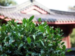 -十八棵（老龙井）御茶园(老龙井店)