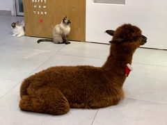 -Heymao猫咖.咖啡厅(东门店)