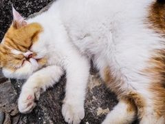 -喵屿·大理花园猫咖