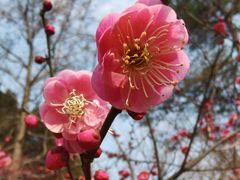 -杭州植物园