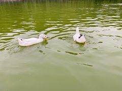 -莲湖公园