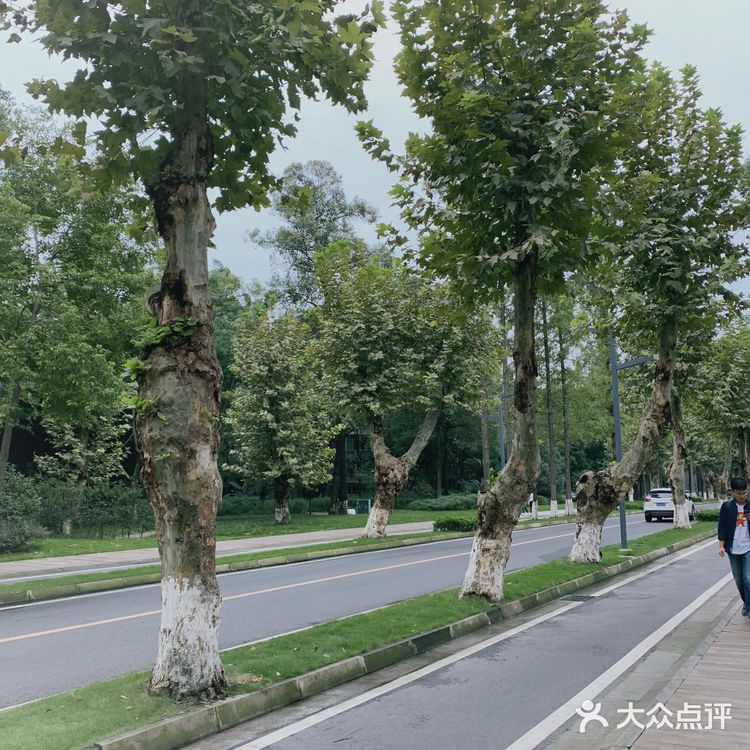 成都攻略| 川大望江老校区，看景觅食两不误