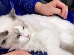 -宠福鑫康馨动物医院·骨科·眼科