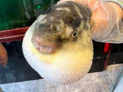 -肆月河豚·新淮扬(金融街店)