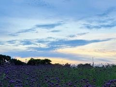 -西京湾花海
