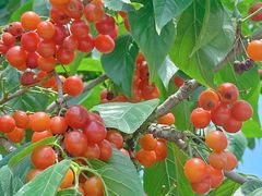 -樱桃山旅游景区