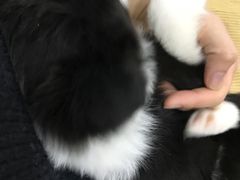 -翊宠yipet猫狗购宠庄园犬舍•猫舍