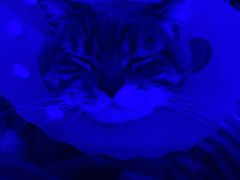 -纳吉亚猫专科动物诊疗中心(蒋宅口分院)