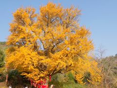 -遵化市禅林寺古银杏风景园