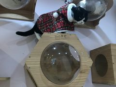 -猫咪派对(江南西店)